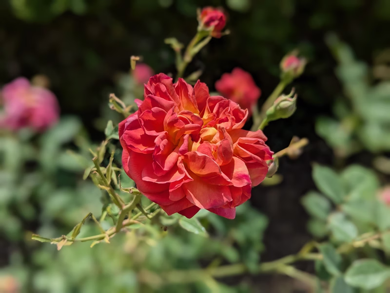 Oxford Botanic Garden, Oxford, June 2025