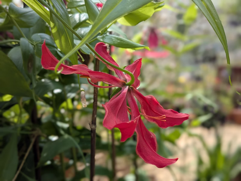 University of Bristol Botanic Garden, Bristol, August 2025