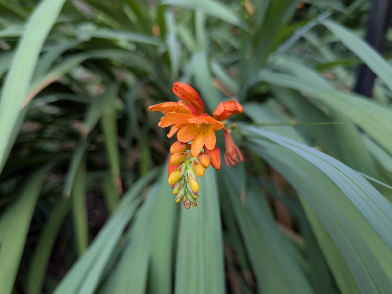 University of Bristol Botanic Garden, Bristol, August 2025